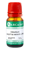 ADIANTUM CAPILLUS veneris LM 8 Dilution