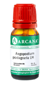 AEGOPODIUM podagraria LM 5 Dilution