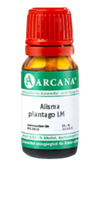 ALISMA plantago LM 8 Dilution